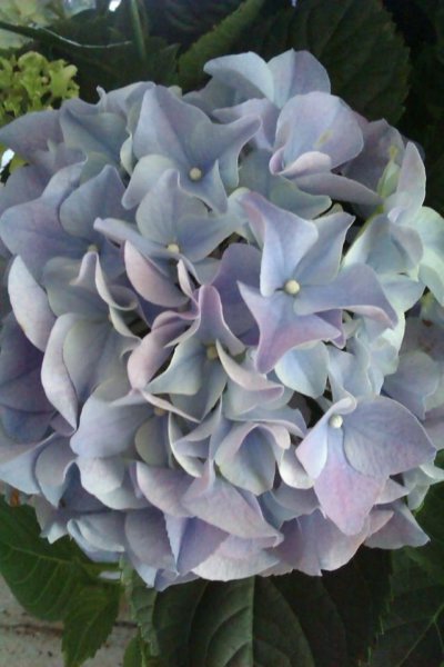 hortenzias_piheno18