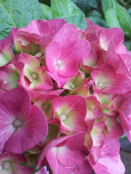 hortenzias_piheno3