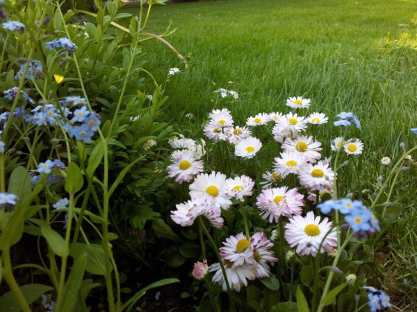hortenzias_piheno4