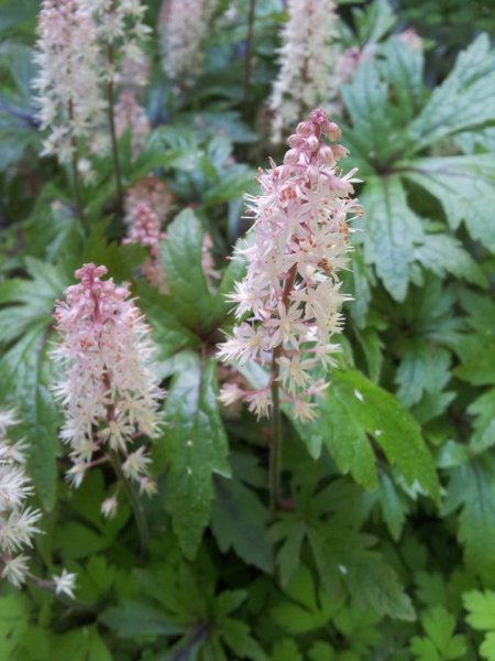 hortenzias_piheno5