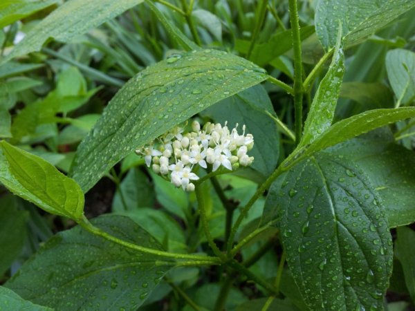 hortenzias_piheno6