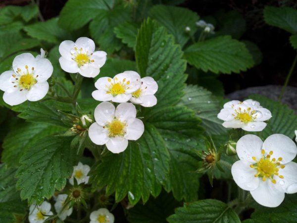 hortenzias_piheno7