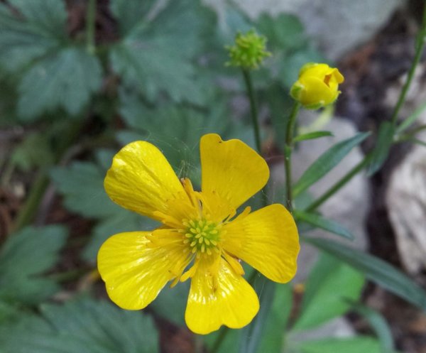 hortenzias_piheno8