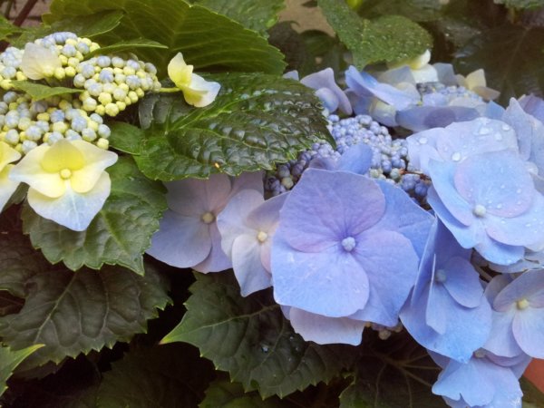 hortenzias_piheno9