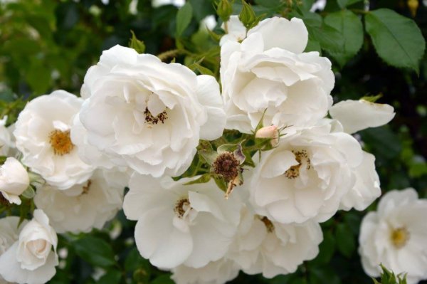 antik_rozsak_kertje10