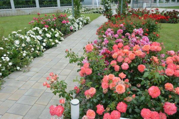 antik_rozsak_kertje13