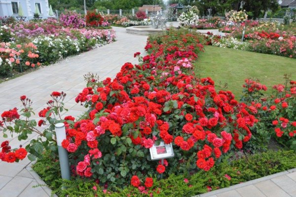 antik_rozsak_kertje14