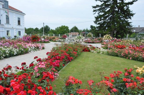 antik_rozsak_kertje16