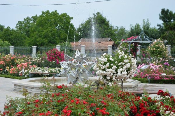 antik_rozsak_kertje17