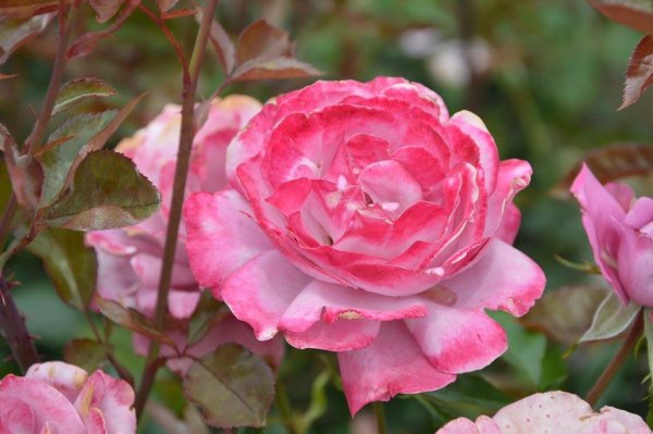 antik_rozsak_kertje19