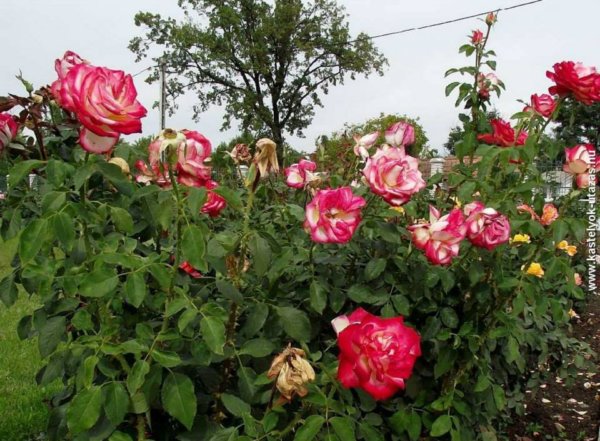 antik_rozsak_kertje2