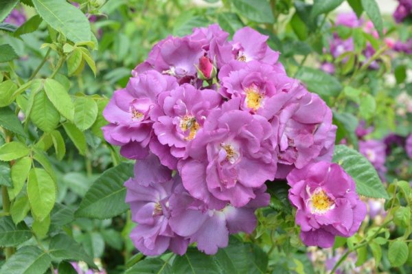 antik_rozsak_kertje20