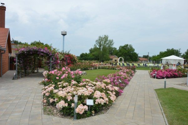 antik_rozsak_kertje21