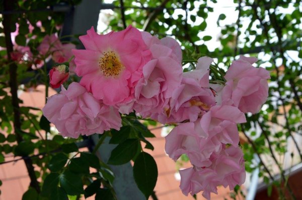 antik_rozsak_kertje22