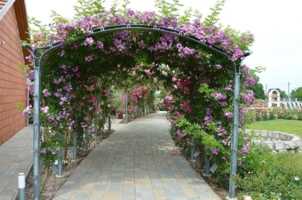 antik_rozsak_kertje23