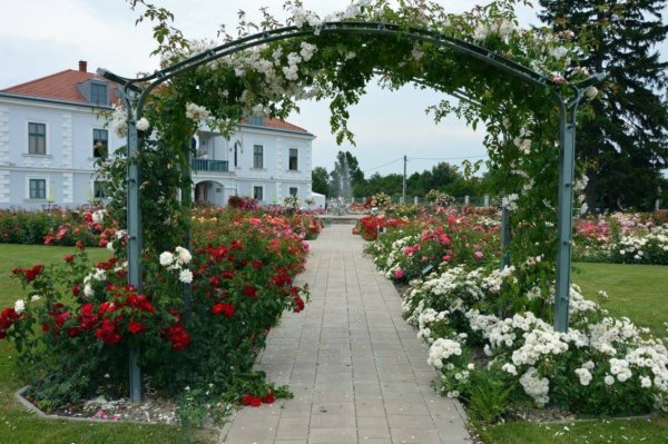 antik_rozsak_kertje25