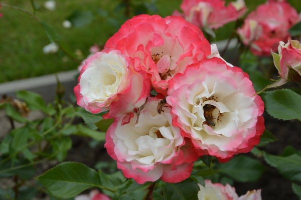 antik_rozsak_kertje27