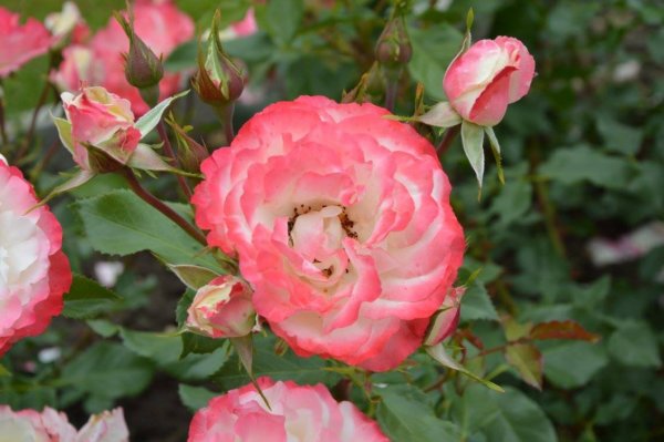 antik_rozsak_kertje28