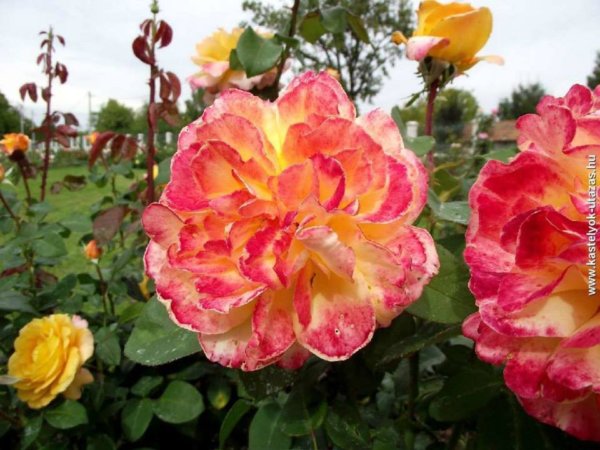 antik_rozsak_kertje3