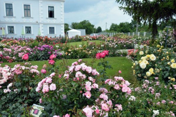 antik_rozsak_kertje30