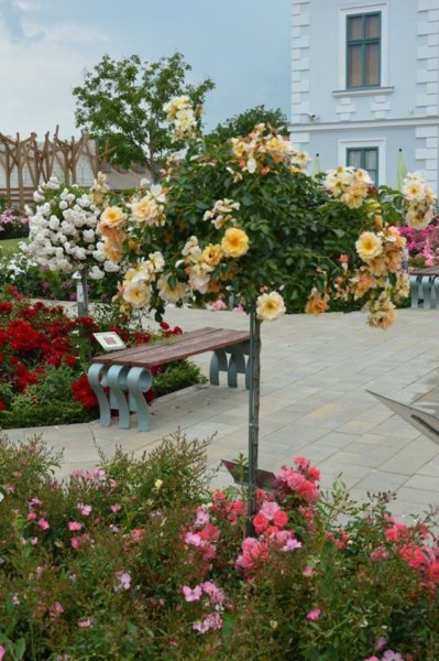 antik_rozsak_kertje31