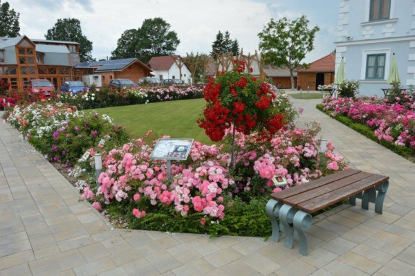 antik_rozsak_kertje32