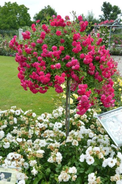 antik_rozsak_kertje33