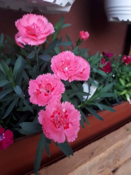 balkon_mustra_Vass_izabella3