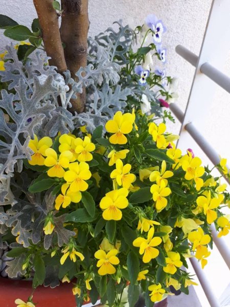 balkon_mustra_Vass_izabella4