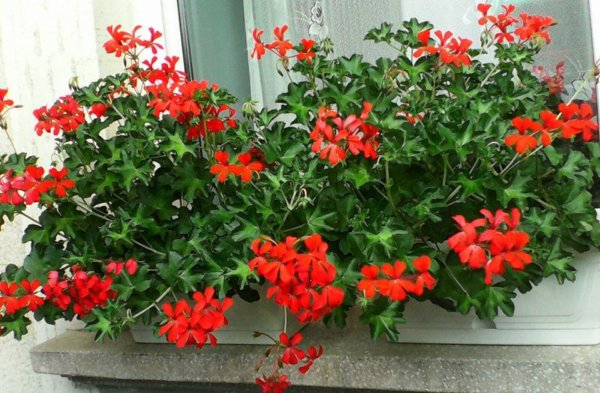 balkon_mustra_baganyne_iren