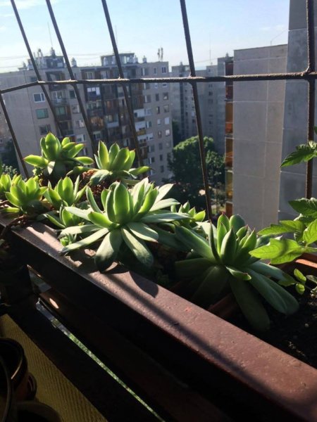 balkon_mustra_bne_marti