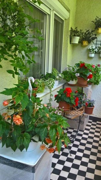 balkon_mustra_bne_marti1