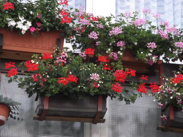 balkon_mustra_boros_aniko