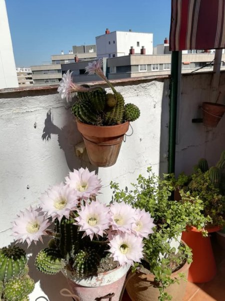 balkon_mustra_har_kegyelem