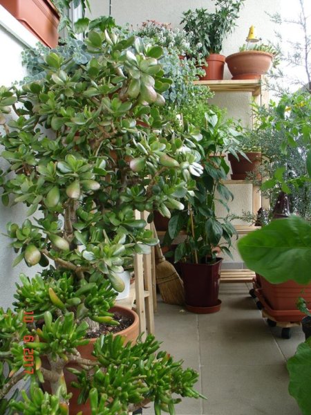 balkon_mustra_marton_eva