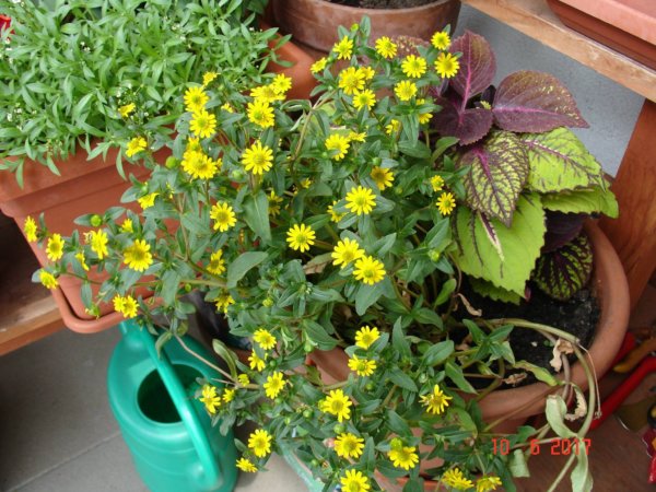 balkon_mustra_marton_eva1