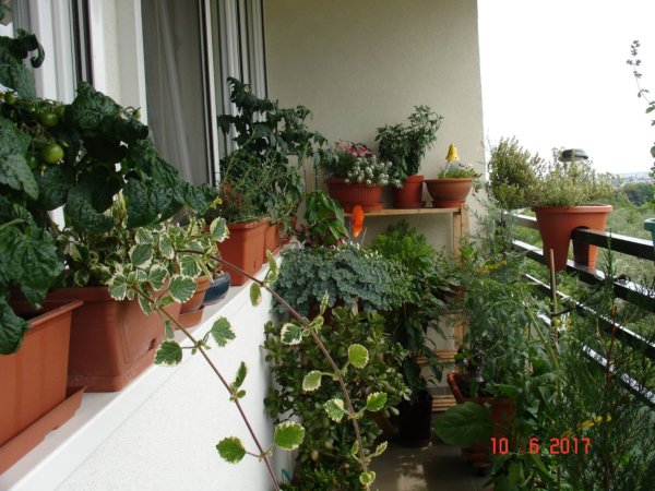 balkon_mustra_marton_eva4