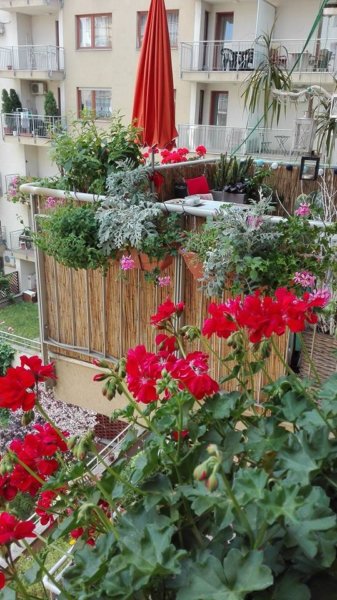balkon_mustra_osvath_zoltan