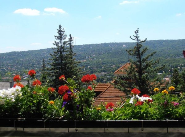 balkon_mustra_pinter_marta1