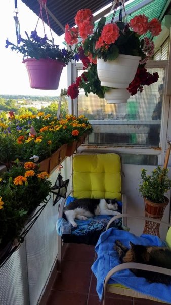 balkon_mustra_scholle_cserna_ildiko_katalin