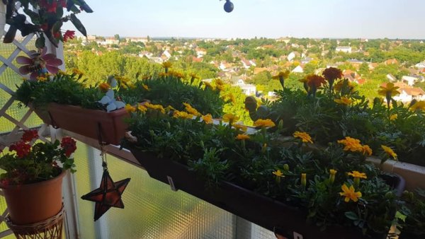 balkon_mustra_scholle_cserna_ildiko_katalin1