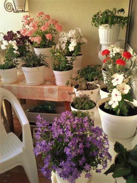 balkon_mustra_viczai_karolyne1