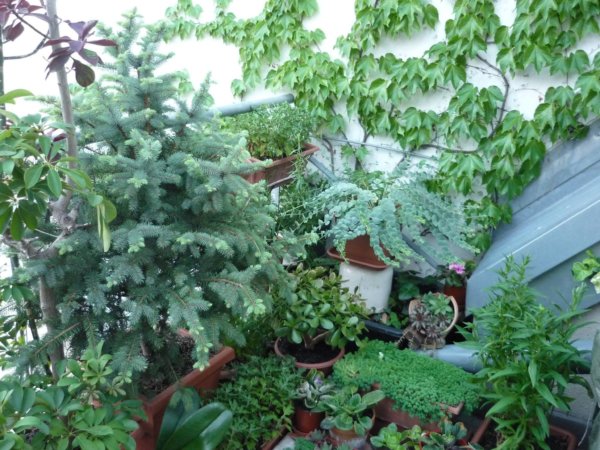 balkon_mustra_wolf_marta2