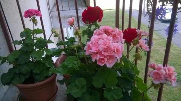 balkon_mustra_zambori_sadorne_erzsike