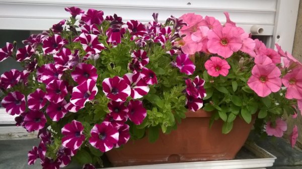 balkon_mustra_zambori_sadorne_erzsike1