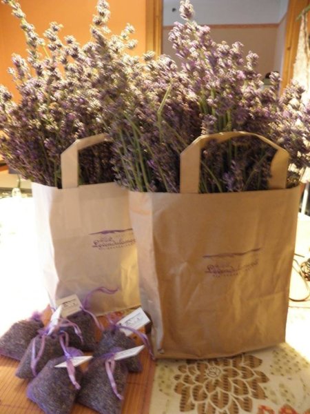 levendula_mezo15
