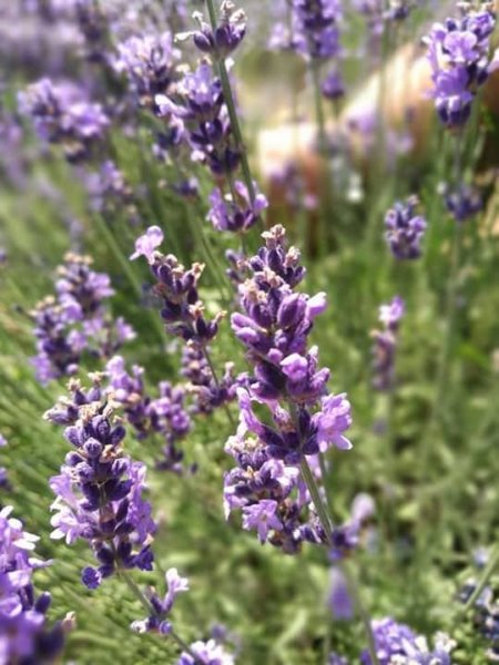 levendula_mezo2