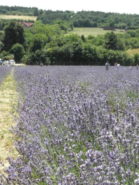 levendula_mezo7