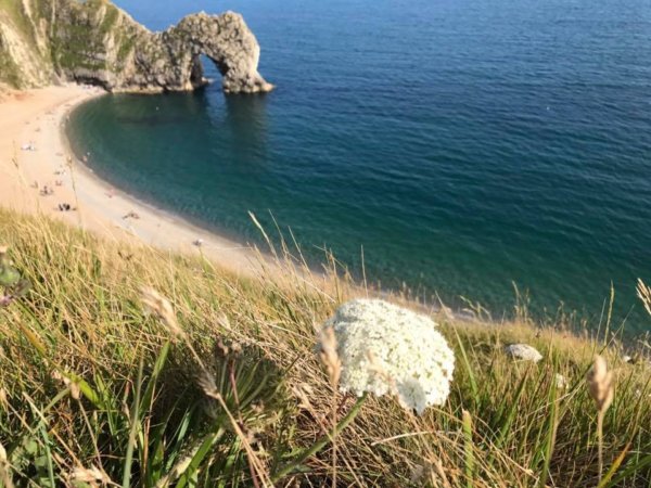 angliai_vadviragok10