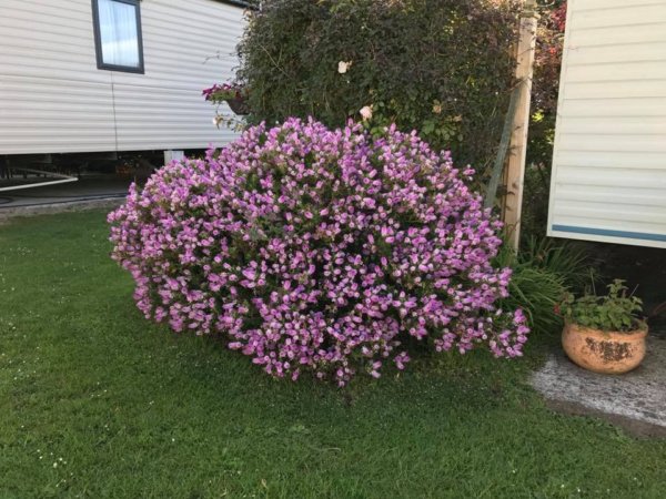 angliai_vadviragok11